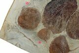 Plate with Eight Fossil Leaves (Three Species) - Montana #270220-1